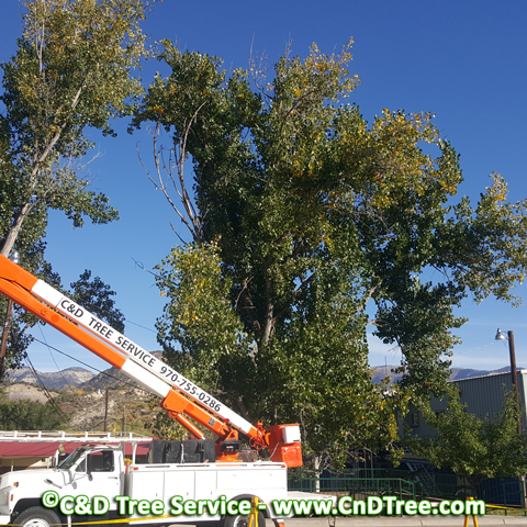 C & D Tree Service truck with boom for trimming trees